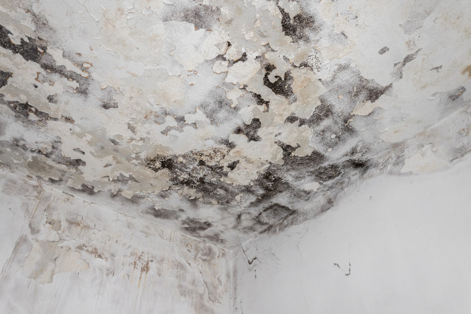 Moss and Mold spots on the ceiling on wall due to poor air ventilation and high humidity. Harm to health.